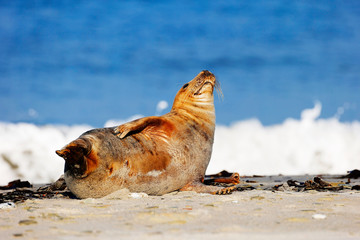 Grey Seal at the Island Helgoland, Germany, Europe