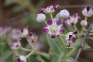 purple crocus flower