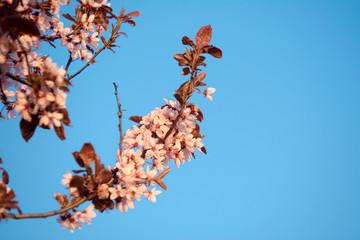 Różowy kwiat.