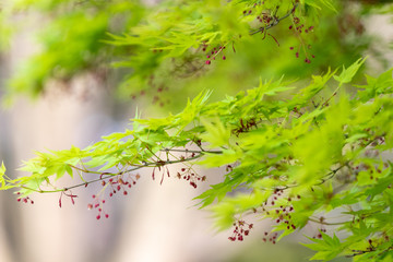 若紅葉の葉　千葉県習志野市　日本