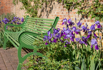 Purple iris flowers next to green garden bench at Eastcote House historic walled garden in the Borough of Hillingdon, north west London, UK