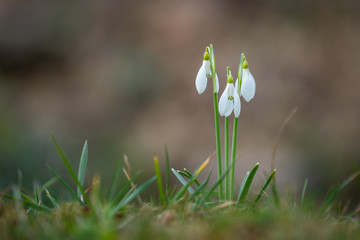 Snowdrops as a first spring flowers