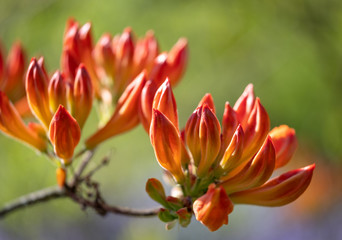 Stunning Japanese azalea in bud outside the walled garden at Eastcote House Gardens, with blue bells and blue forget-me-not in the background. Eastcote, London, UK. Photographed on a clear spring day.