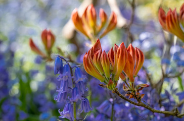 Stunning Japanese azalea in bud outside the walled garden at Eastcote House Gardens, with blue bells and blue forget-me-not in the background. Eastcote, London, UK. Photographed on a clear spring day.
