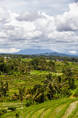 Fototapeta na wymiar Fabulously colorful rice fields - Terraces - Bali - Indonesia Mount Batukaru in the background