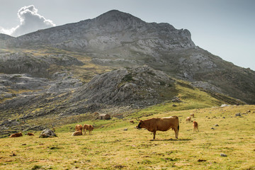 Cattle grazing