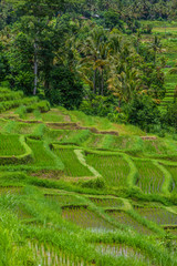 Fabulously colorful rice fields - Terraces - Bali - Indonesia