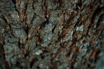 tree bark with textural moss. natural background. Textural tree bark in the forest.