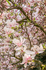 Zweige mit Magnolienblüten im Frühling - 339231277