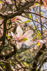 Zweige mit Magnolienblüten im Frühling - 339231424