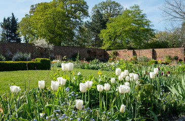 Tulips amidst other spring flowers in Eastcote House Gardens, historic walled garden maintained by a community of volunteers in Hillingdon, north west London, UK