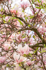 Fototapeta na wymiar Zweige mit Magnolienblüten im Frühling