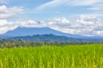 Obraz premium Beautiful view of the rice fields and Mount Batukaru - Bali - Indonesia