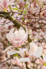 Zweige mit Magnolienblüten im Frühling - 339231478