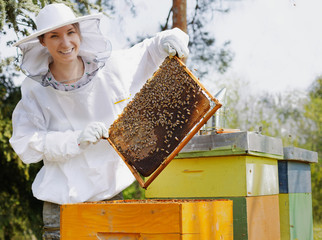 Beekeeper holding a honeycomb  woman  in protective workwear inspecting honeycomb frame at apiary. - 339231493