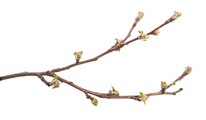 Apple tree branch on an isolated white background. Fruit tree sprout with leaves isolate.