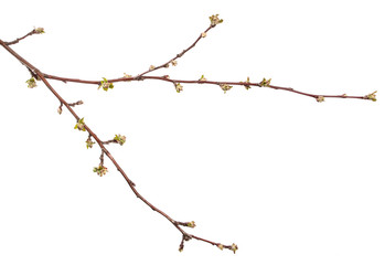 Apple tree branch on an isolated white background. Fruit tree sprout with leaves isolate. - 339231498