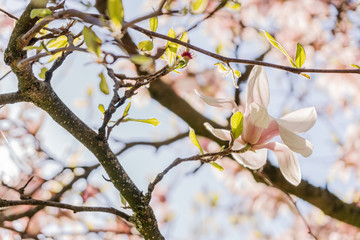 Zweige mit Magnolienblüten im Frühling - 339231645