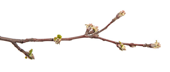 Apple tree branch on an isolated white background. Fruit tree sprout with leaves isolate.