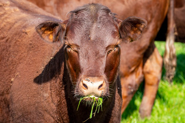 A brown cow looking at the camera whilst chewing grass