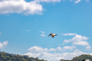 brown pelican flies high in the blue sky over the Pacific Ocean on the Nicaraguan coast