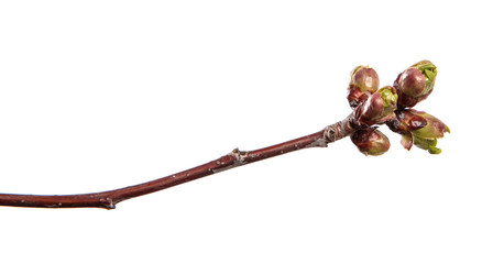 Cherry tree branch on an isolated white background. Fruit tree sprout with leaves isolate.
