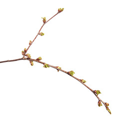 Cherry tree branch on an isolated white background. Fruit tree sprout with leaves isolate.