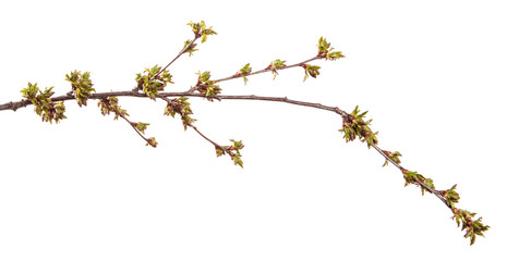 Cherry tree branch on an isolated white background. Fruit tree sprout with leaves isolate.