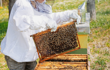 Beekeeper holding a honeycomb  woman  in protective workwear inspecting honeycomb frame at apiary.