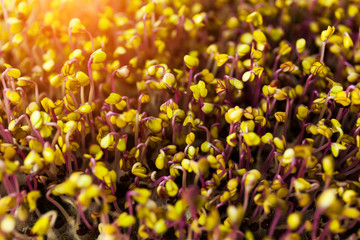 Obraz na płótnie Canvas Indoor gardening. Cute young microgreens plants with leaves in grow light close up selective focus