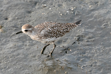 干潟の野鳥　千葉県習志野市　日本