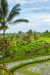 Fototapeta na wymiar Fabulously colorful rice fields - Terraces - Bali - Indonesia