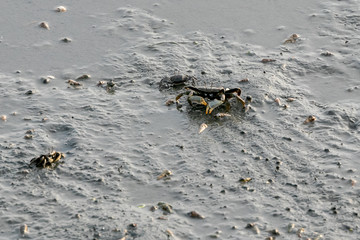 干潟のカニ　千葉県習志野市　日本