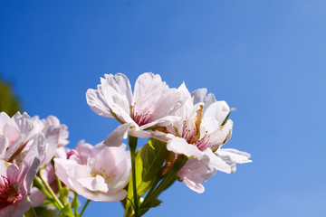 Low angle view and macro close up of isolated pink blossoms of cherry tree (prunus serrulata) against blue sky