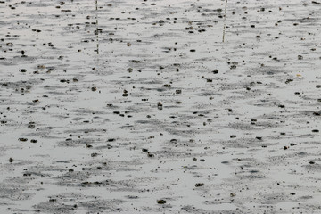 干潟のカニ　千葉県習志野市　日本