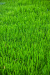 Background consisting of rice seedlings in an aquatic environment