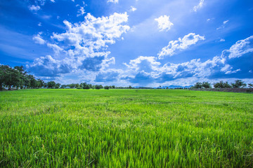 Naklejka premium green field and blue sky with clouds Thailand