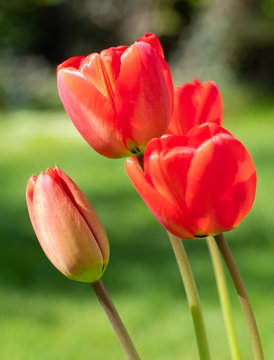 Tulips blossoming in Spring garden
