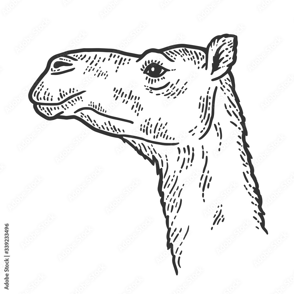 Wall mural The animal, the head of a camel. Side view. Sketch scratch board