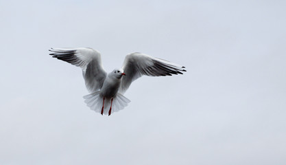 seagull