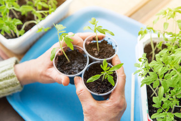 Farmer hands holding young little plant. Growing, seeding, planting seedling tomato vegetables at home
