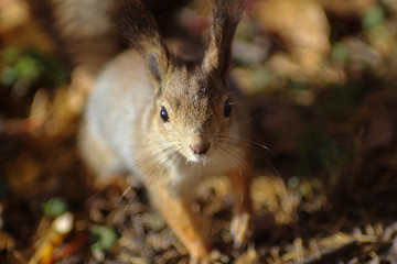 squirrel in the park