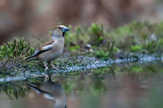 Beautiful male Hawfinch (Coccothraustes coccothraustes) in the forest of Noord Brabant in the Netherlands. Dark background. Copy space. © Albert Beukhof