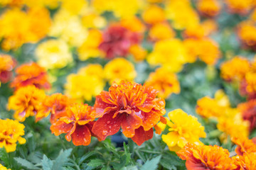 Marigolds