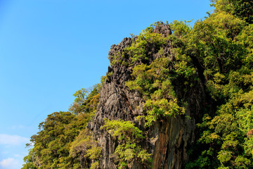 Fototapeta premium Green trees and beautiful mountains that rise by the sea