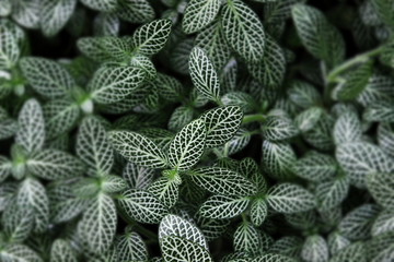 close up of a plant