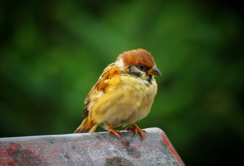 sparrow on a fence