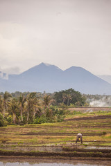 Man prepares a field for rice - Bali - Indonesia - Mount Batukaru - sunset