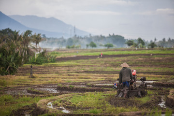 Man prepares a field for rice - Bali - Indonesia - Mount Batukaru