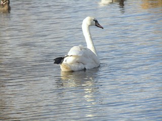 Beautiful white swan swimming